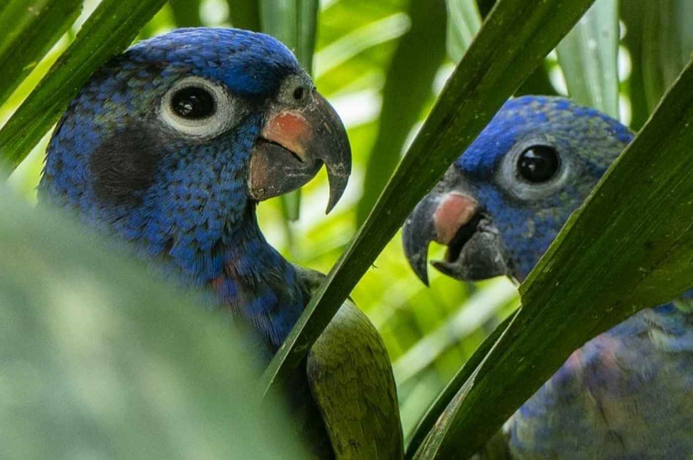 Kuyana Lodge, Baeza, Ecuador